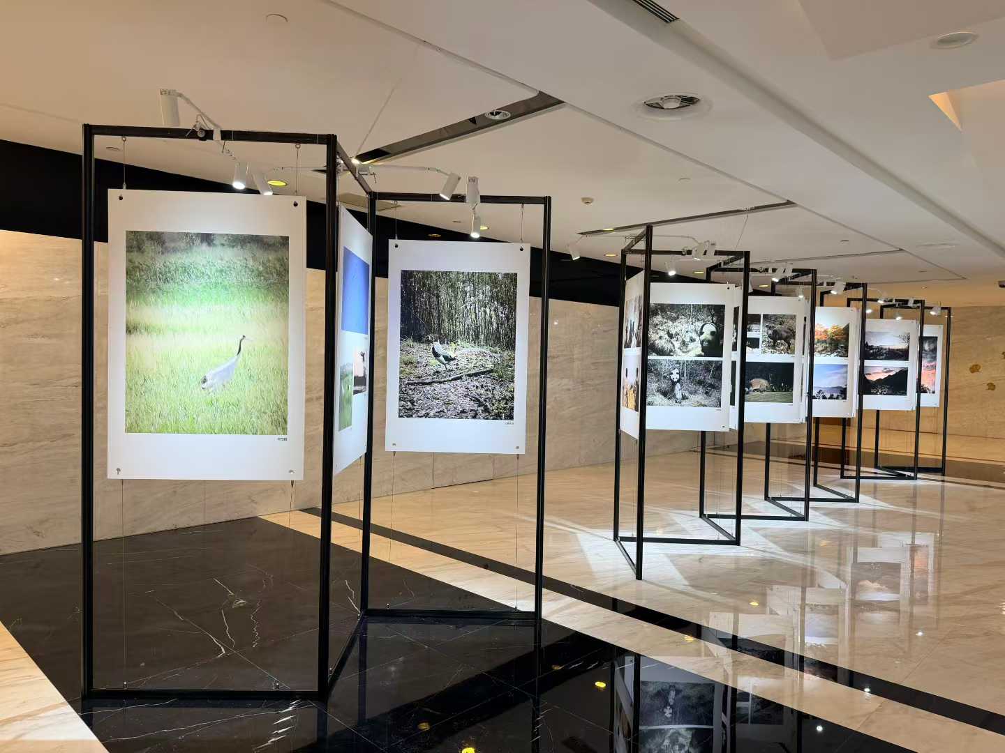 积跃文化助力银泰公益生态影像展圆满呈现